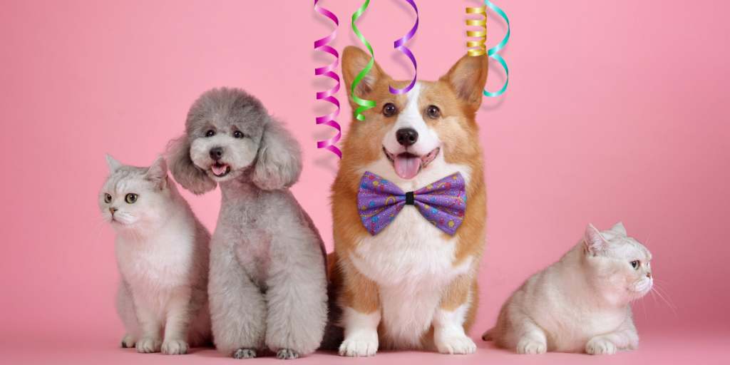 Thú cưng ngày càng được nuôi dưỡng và chăm sóc cẩn thận bởi con người