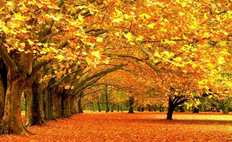 mua thu la thang may